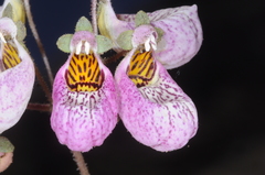 Calceolaria cana