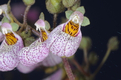 Calceolaria cana