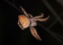 Kapogea cyrtophoroides