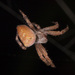 Kapogea - Photo (c) Karl Kroeker,  זכויות יוצרים חלקיות (CC BY-NC), הועלה על ידי Karl Kroeker