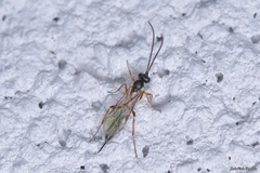 Stilbops vetulus