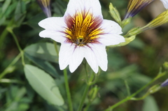 Salpiglossis sinuata