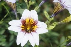 Salpiglossis sinuata