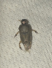 Euoniticellus intermedius