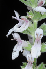 Stachys grandidentata