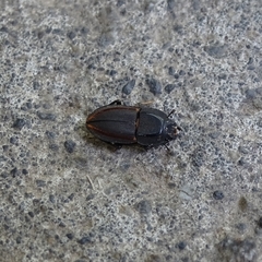 Erichius vittatus vittatus