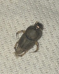 Euoniticellus intermedius