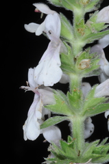 Stachys grandidentata