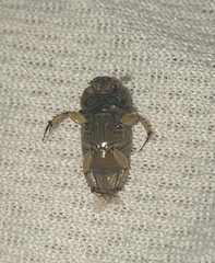 Euoniticellus intermedius