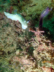 Clavelina meridionalis