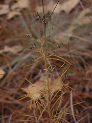 Coreopsis verticillata