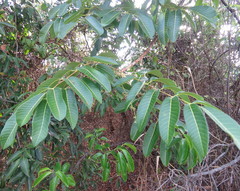 Canarium australianum