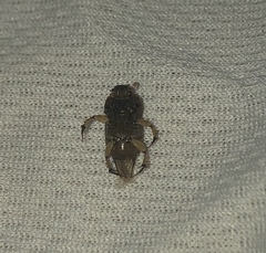 Euoniticellus intermedius