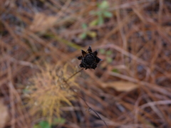 Coreopsis verticillata
