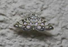 Pseudopyrausta acutangulalis