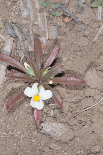 Viola minutiflora