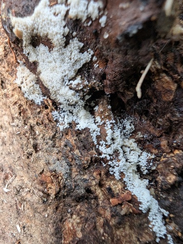 Henningsomyces candidus