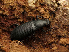 Xylopinus saperdoides