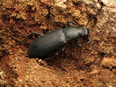 Xylopinus saperdoides