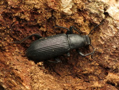 Xylopinus saperdoides