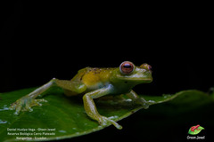 Hyloscirtus phyllognathus