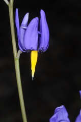 Conanthera bifolia