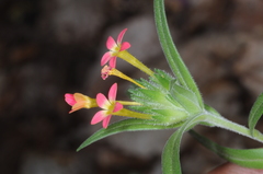 Collomia biflora