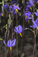 Conanthera bifolia