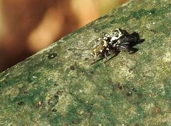 Carrhotus sannio