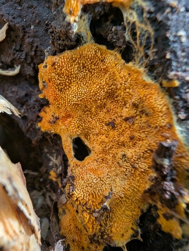 Hydnophlebia chrysorhiza