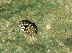 Carrhotus sannio