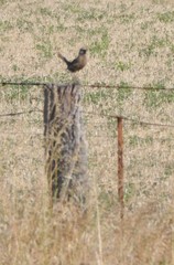 Cincloramphus cruralis