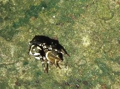Carrhotus sannio