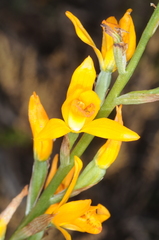 Chloraea