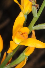 Chloraea