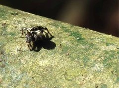 Carrhotus sannio