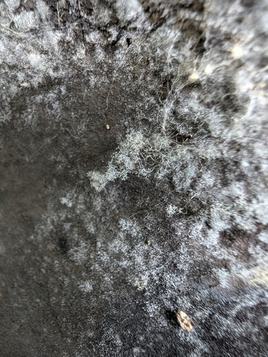 Syzygites megalocarpus