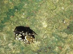 Carrhotus sannio