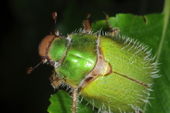 Brachysternus prasinus