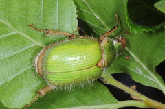 Brachysternus prasinus