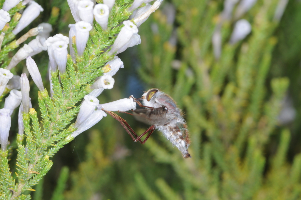 Trichophthalma landbecki