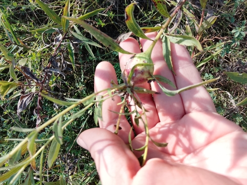 Unknown species found near Taylor, MI 48180, USA