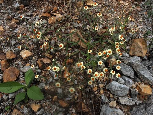 Zinnia à feuilles étroites 2