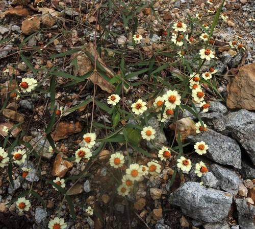 Zinnia à feuilles étroites 3