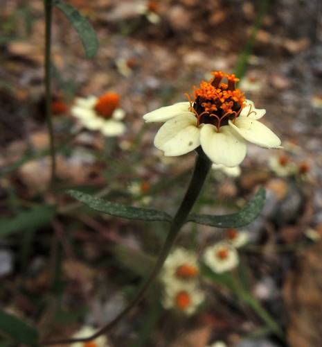 Zinnia à feuilles étroites 4
