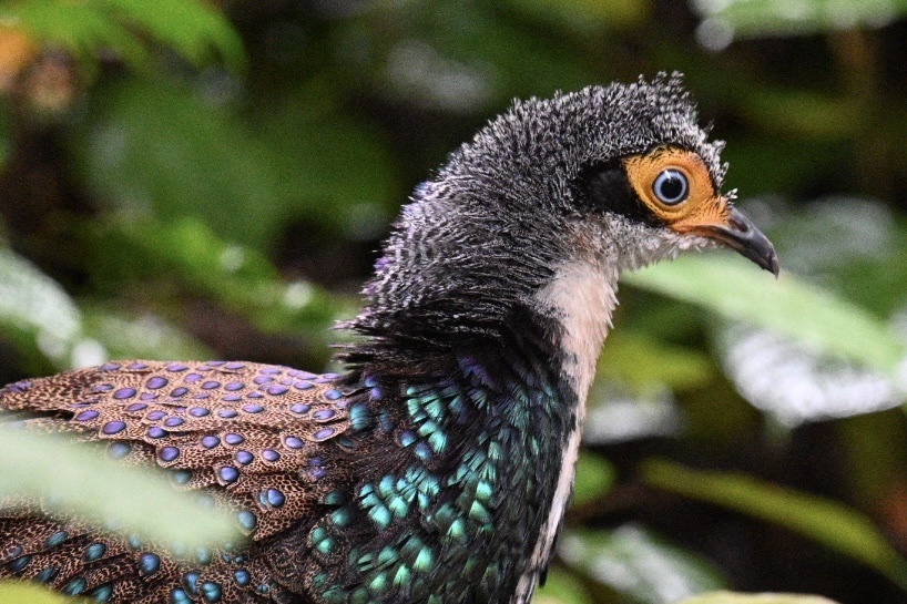 Bornean Peacock-Pheasant (Polyplectron schleiermacheri), photo 3