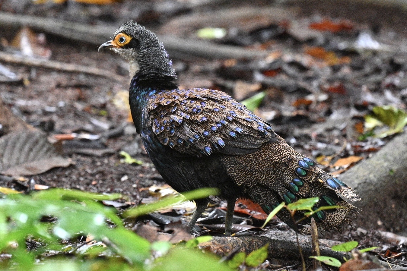Bornean Peacock-Pheasant (Polyplectron schleiermacheri), photo 2
