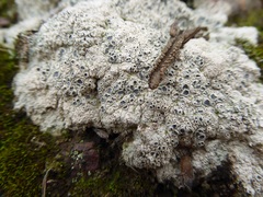 Ostropomycetidae