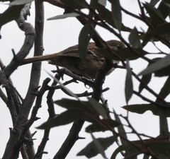 Drymodes brunneopygia