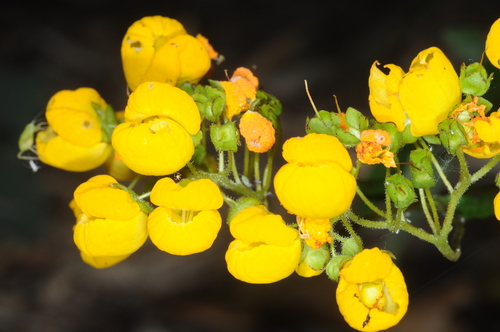 Calceolaria cavanillesii, photograph 6